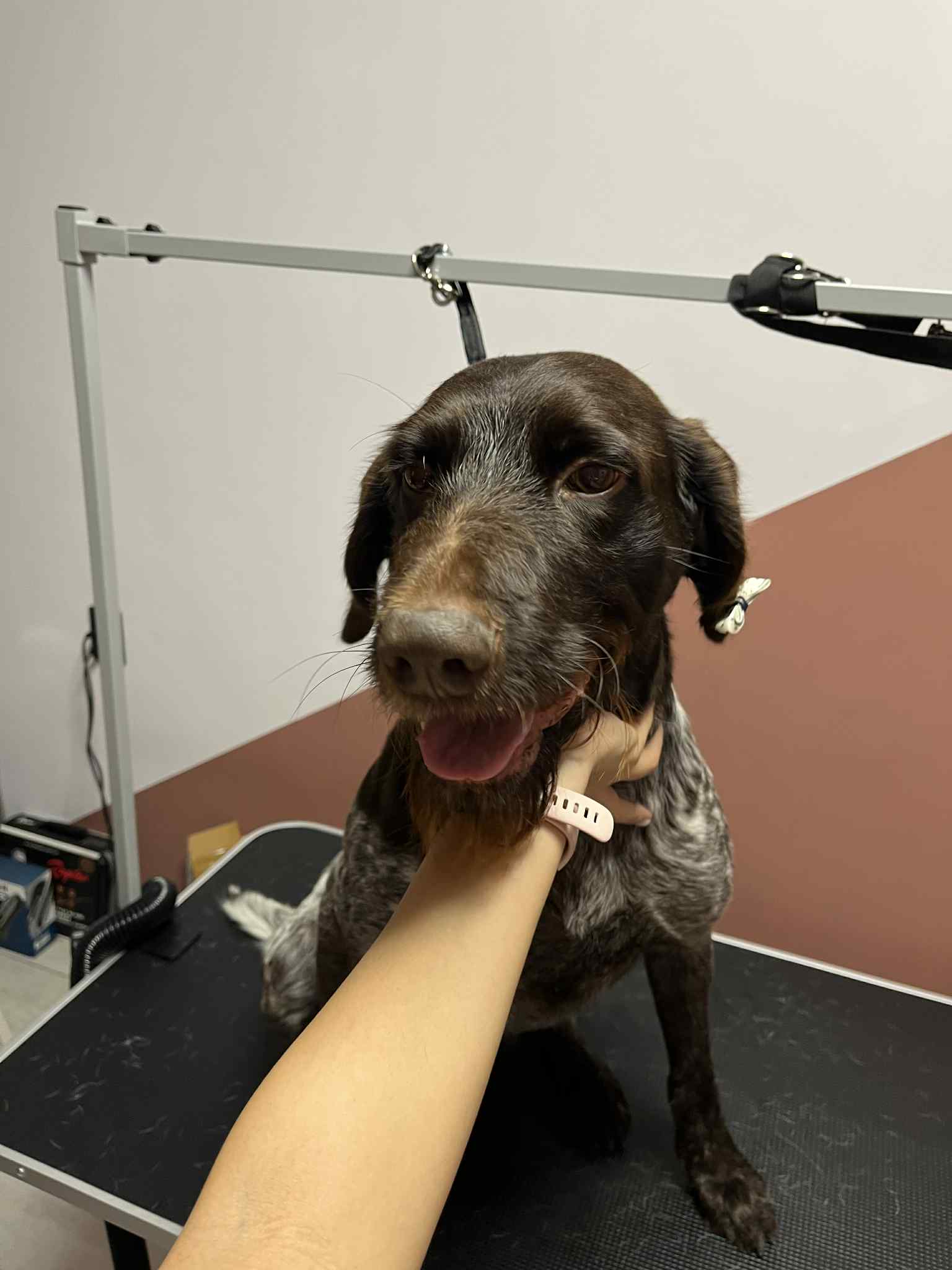 Щастливо куче след груминг