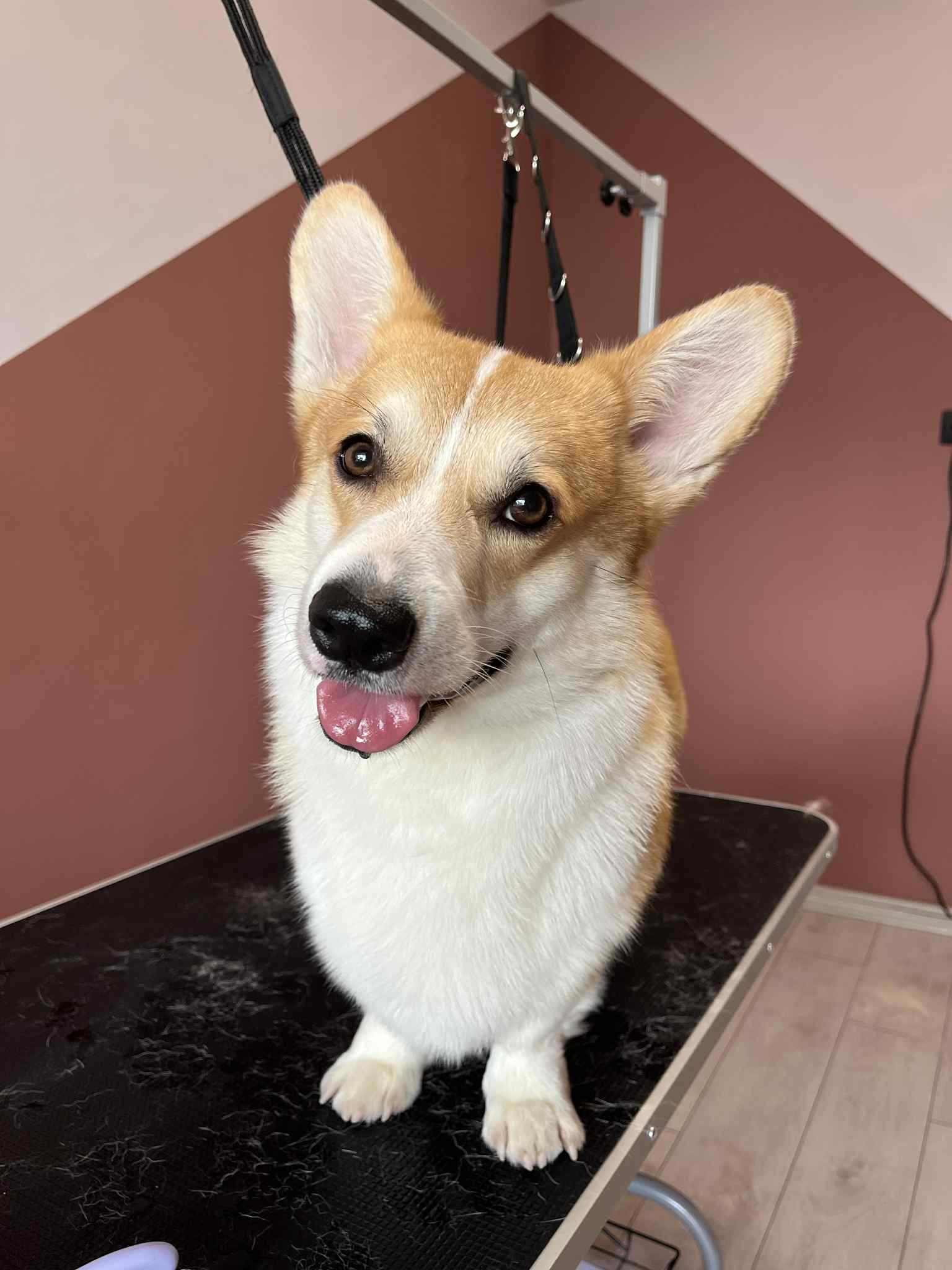 Куче след подстригване