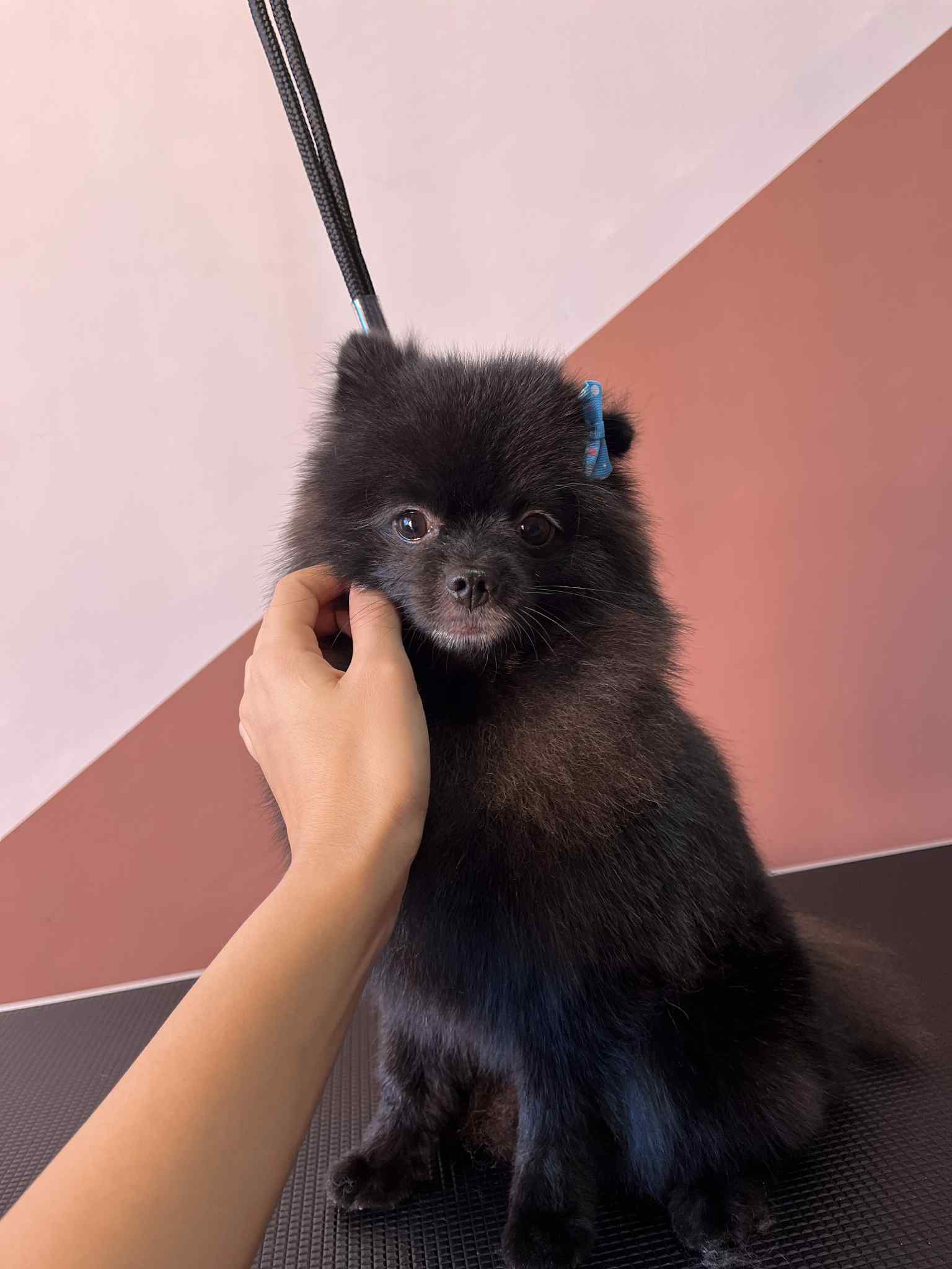 Усмихнато куче на масата за груминг