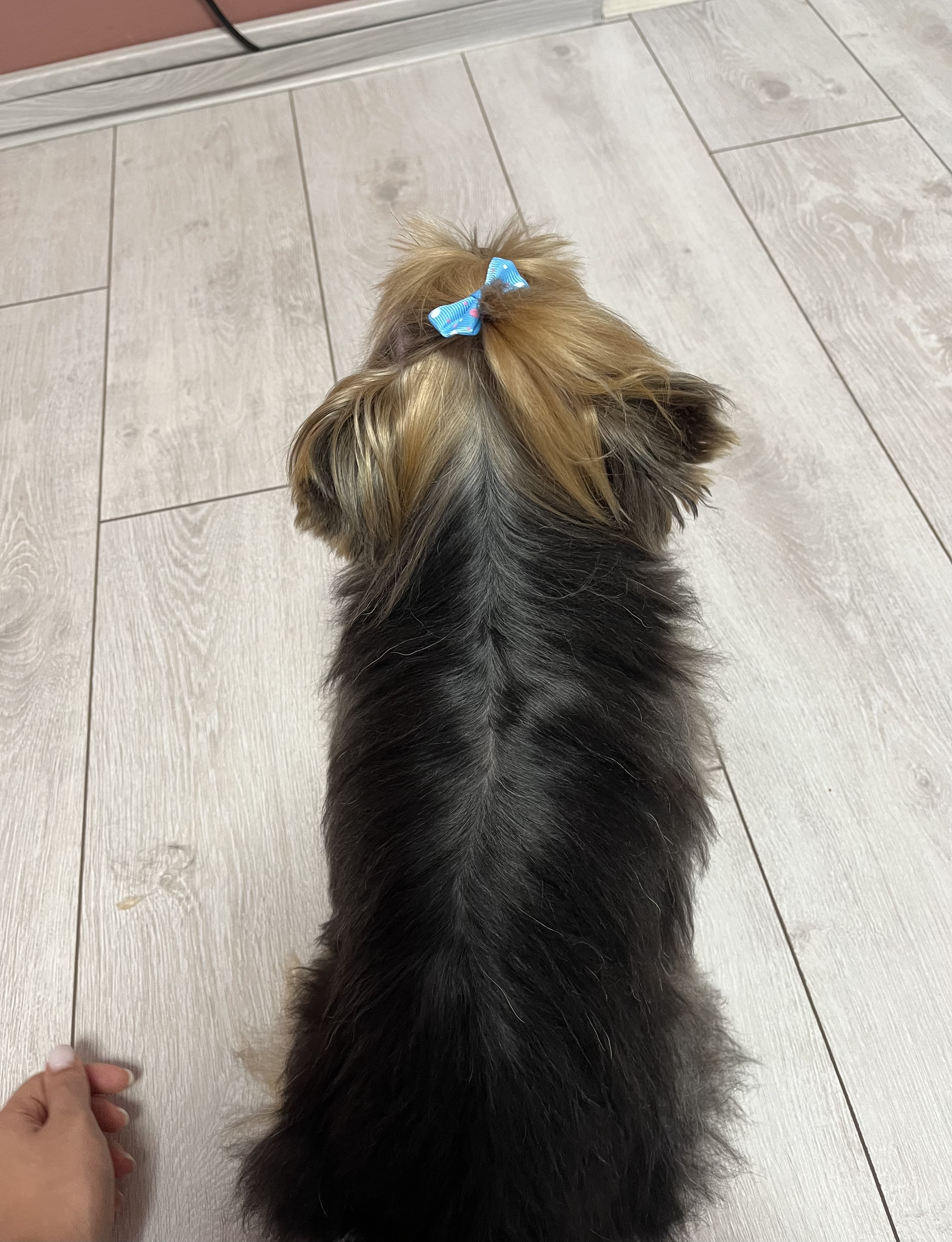 Груминг салон за кучета във Варна – подстригване