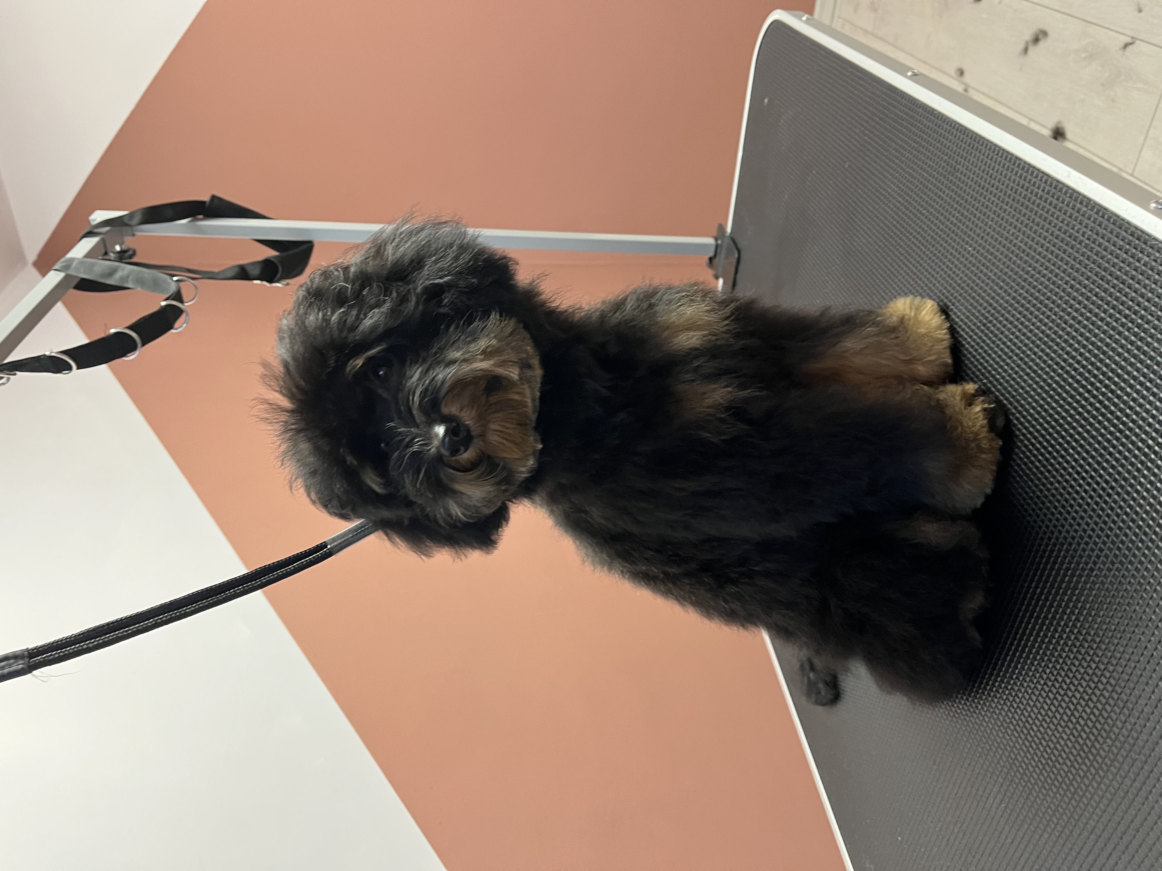 Подстригване на кучета във Варна – щастливо куче