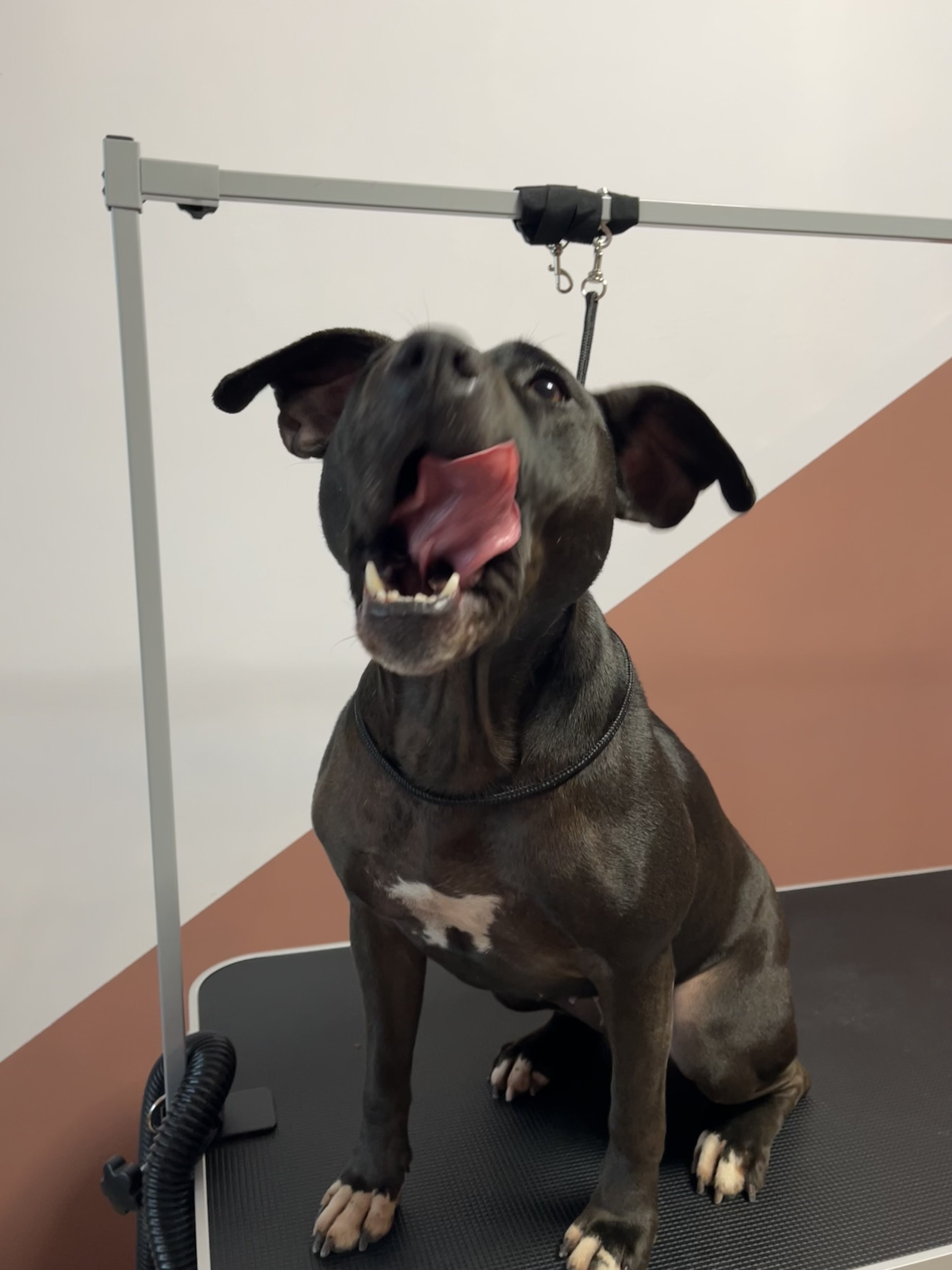 Подстригване на кучета във Варна – щастливо куче